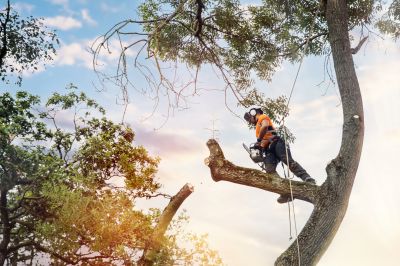 Tree Straightening Service in Reno, NV